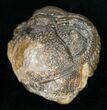 Bumpy, Enrolled Barrandeops (Phacops) Trilobite #11256-2